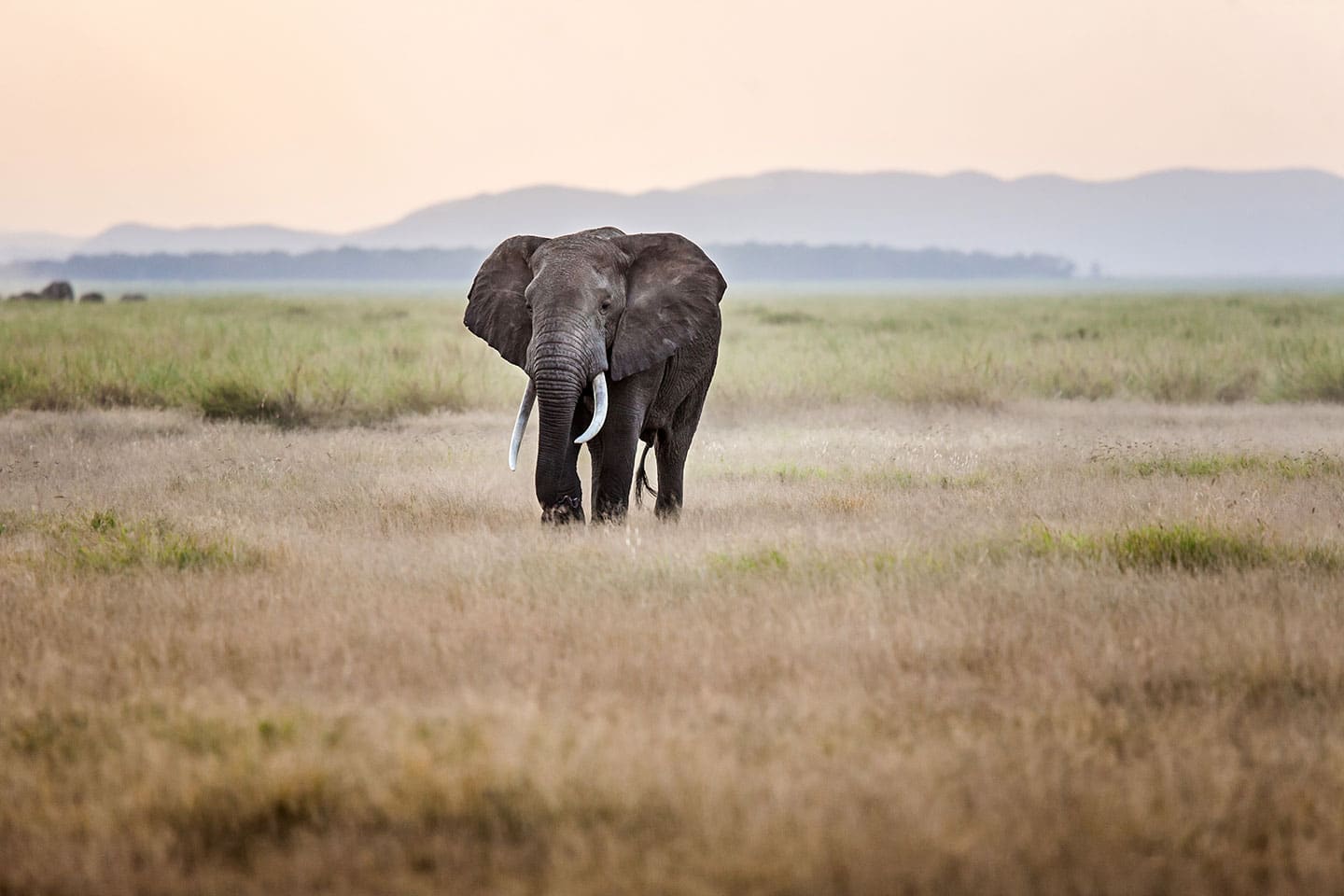 Amboseli, Kenya A male elephant with big tusks at sunset in Amboseli, Kenya