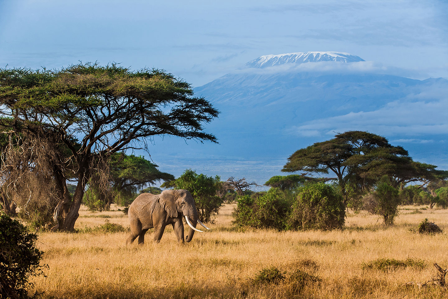 Amboseli, Kenya Elephant walking across Amboseli National Park with Mount Kilimanjaro in the back