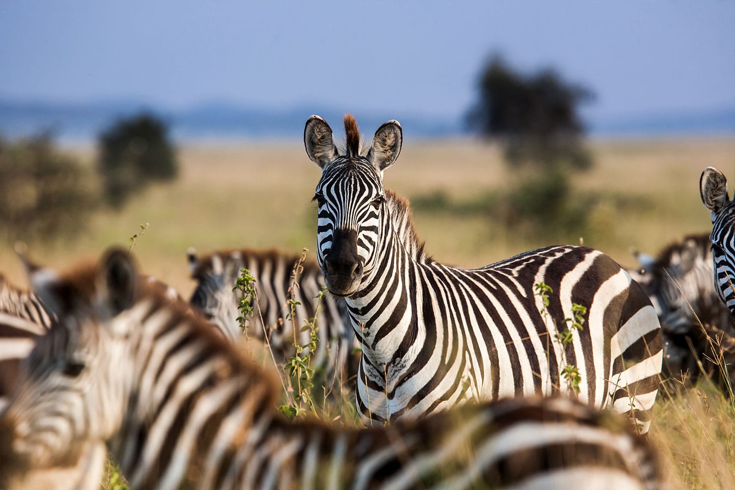 Serengeti, Tanzania Zebra family in the Serengeti, Tanzania