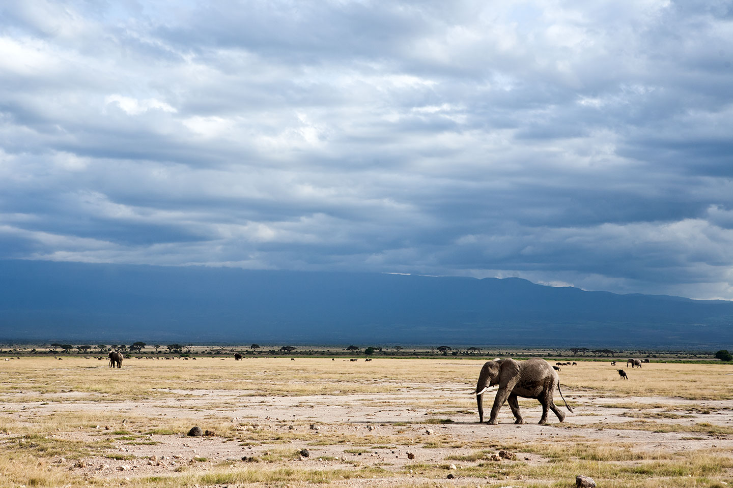 Tsavo, Kenya Elephant walking across the plains of Africa with a stormy sky