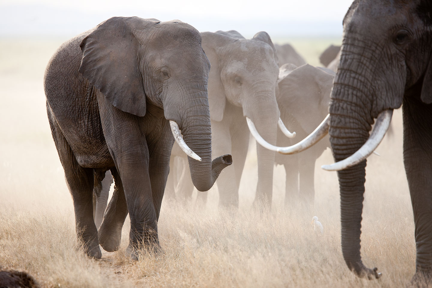 Amboseli, Kenya A herd of elephants at sunset in Amboseli, Kenya