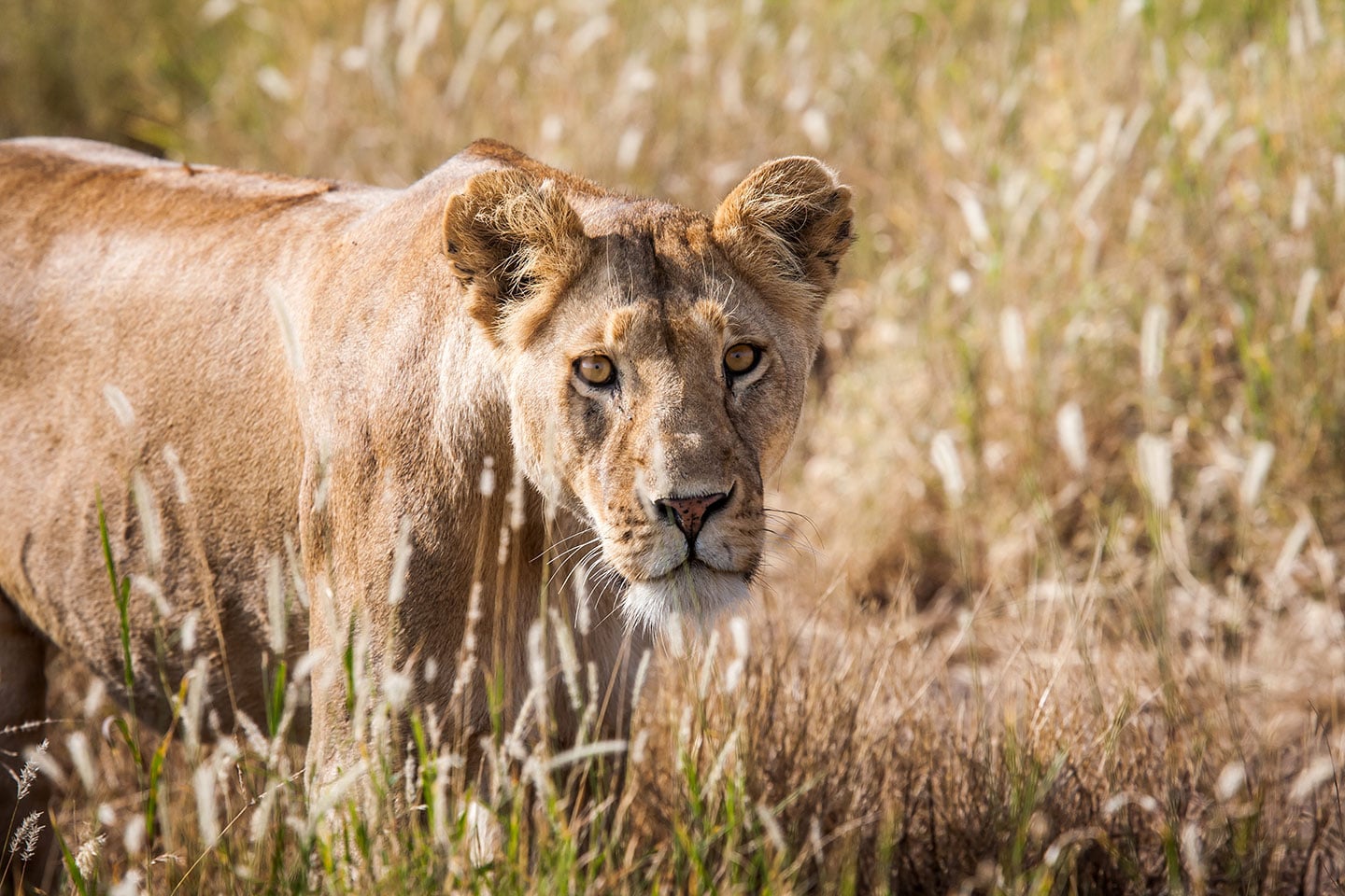 Serengeti, Tanzania Female lion in the dry grass of the Serengeti, Tanzania