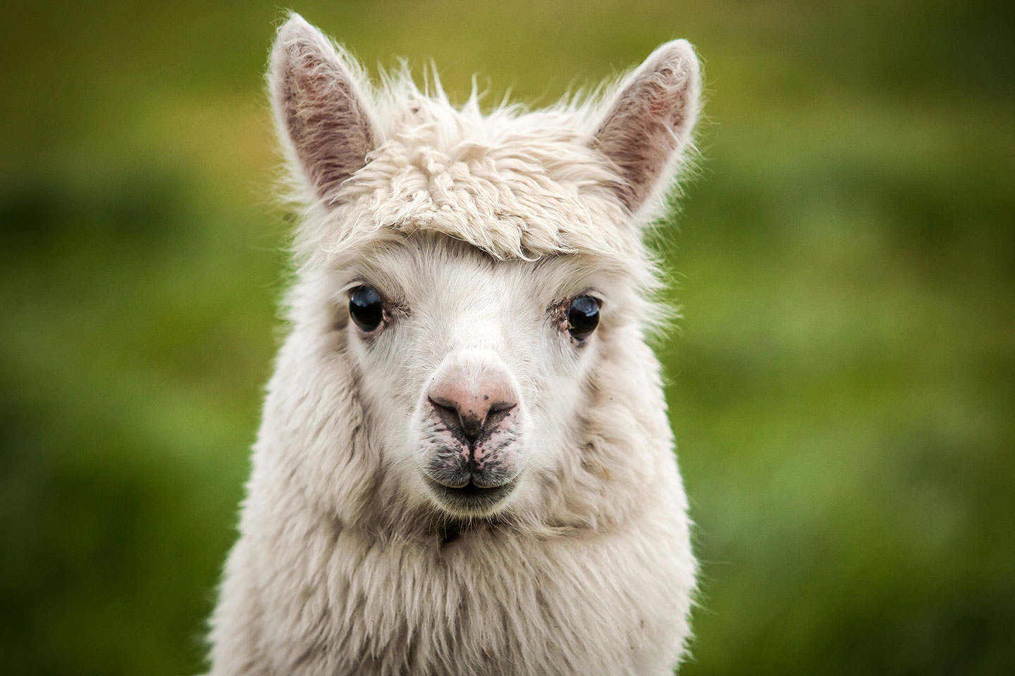 A baby alpaca near Cotopaxi, Ecuador