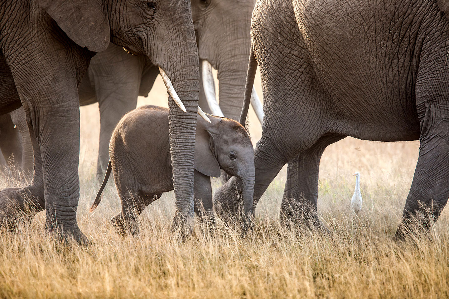 Amboseli, Kenya A baby elephant in a bigger herd in Amboseli, Kenya