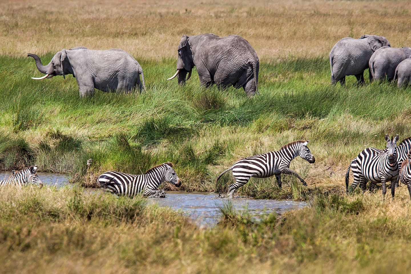 Serengeti, Tanzania Elephants and zebras crossing a river in the Serengeti, Tanzania