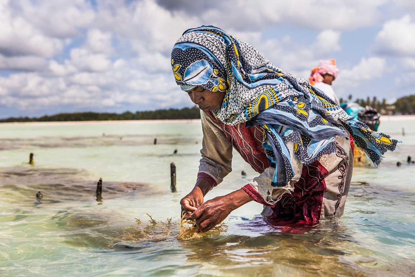 Paje, Zanzibar A woman working on a sea weed farm near the beach of Paje, Zanzibar