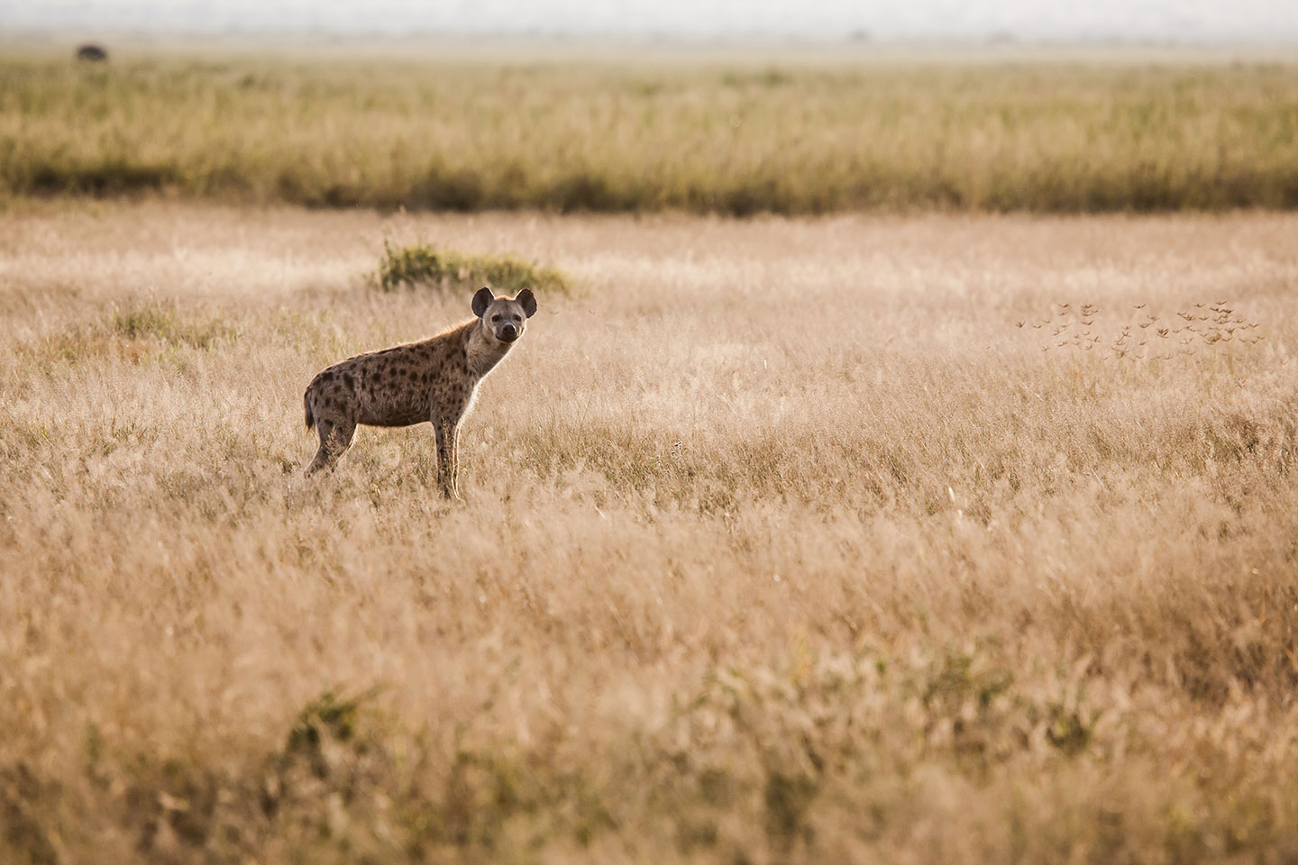 Tsavo, Kenya A hyena at sunset in Tsavo, Kenya