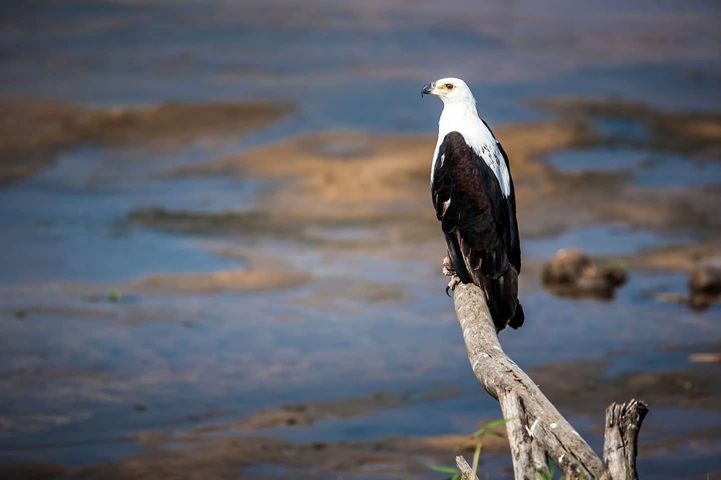 Tarangire, Tanzania an African fish eagle on a branch in Tanzania