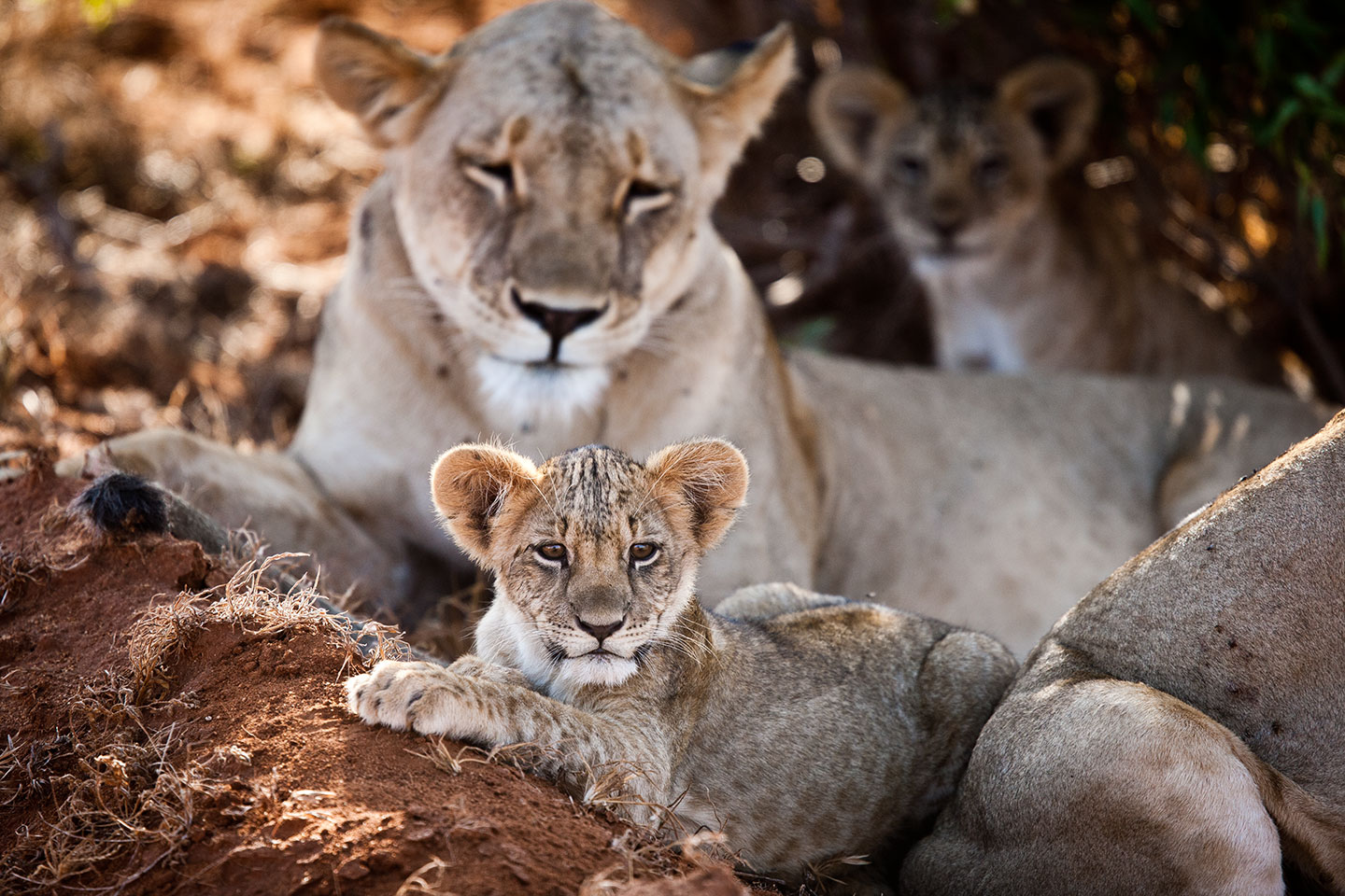 Tsavo, Kenya Lion cubs in the red sand of Tsavo, Kenya