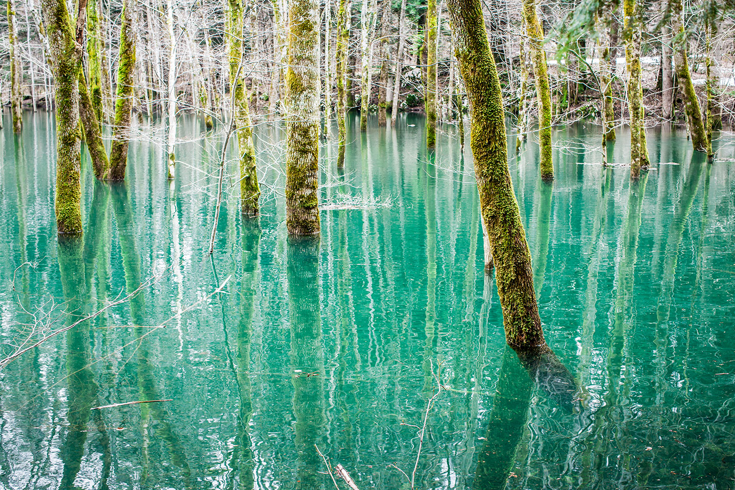 Soča, Slovenia Emerald lake with trees in the Soča valley of Slovenia