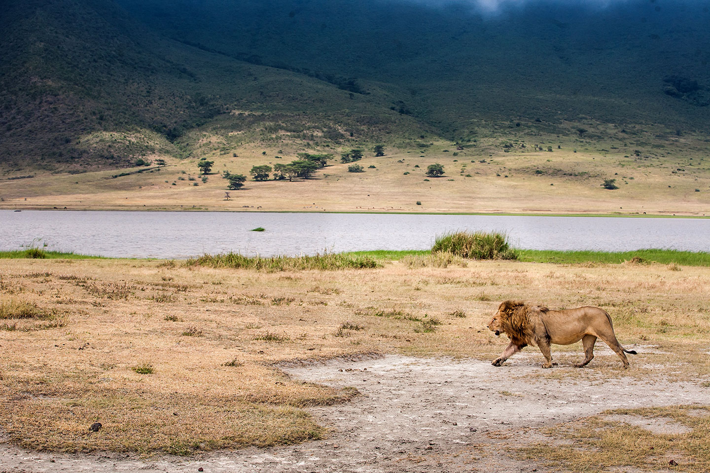 Ngorongoro crater, Tanzania A male lion on the hunt in the Ngorongoro crater, Tanzania