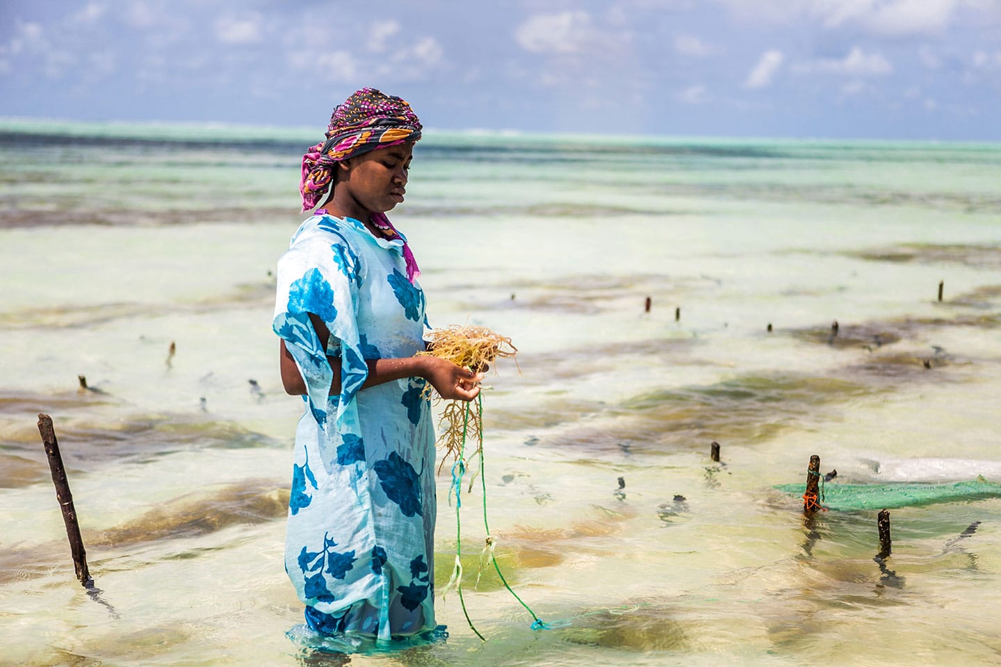 Paje, Zanzibar Seaweed worker on the beach of Paje, Zanzibar