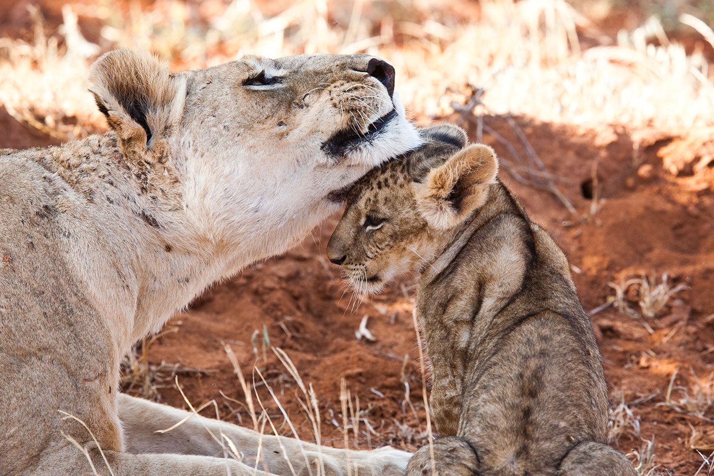 Tsavo, Kenya Lion mother with cub in Kenya