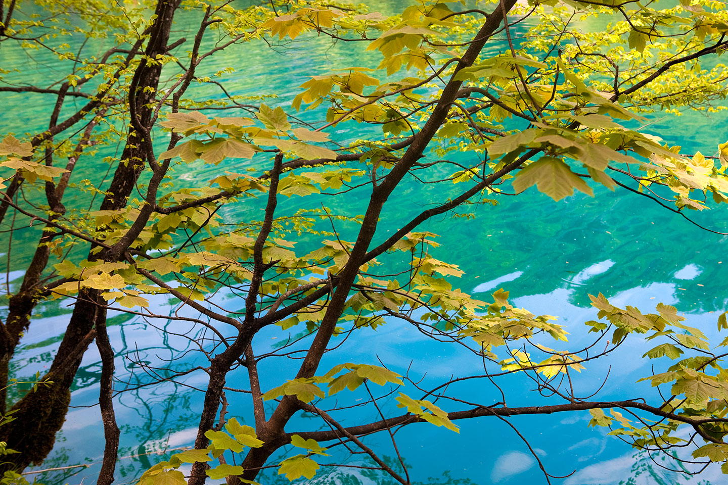 Plitvice Lakes National Park, Croatia Emerald green lakes in Plitvice Lakes National Park, Croatia