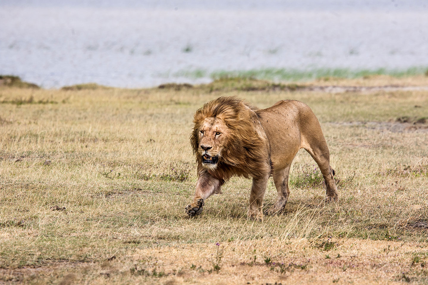 Ngorongoro crater, Tanzania A male lion hunting for prey in the Ngorongoro crater, Tanzania