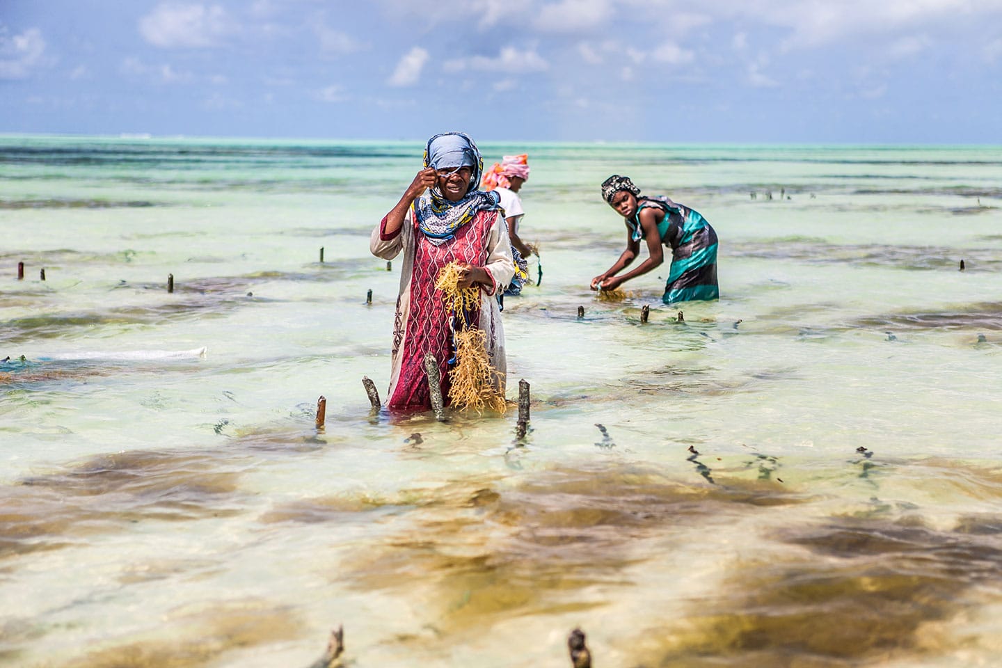Paje, Zanzibar Local women working on a seaweed farm in Paje, Zanzibar