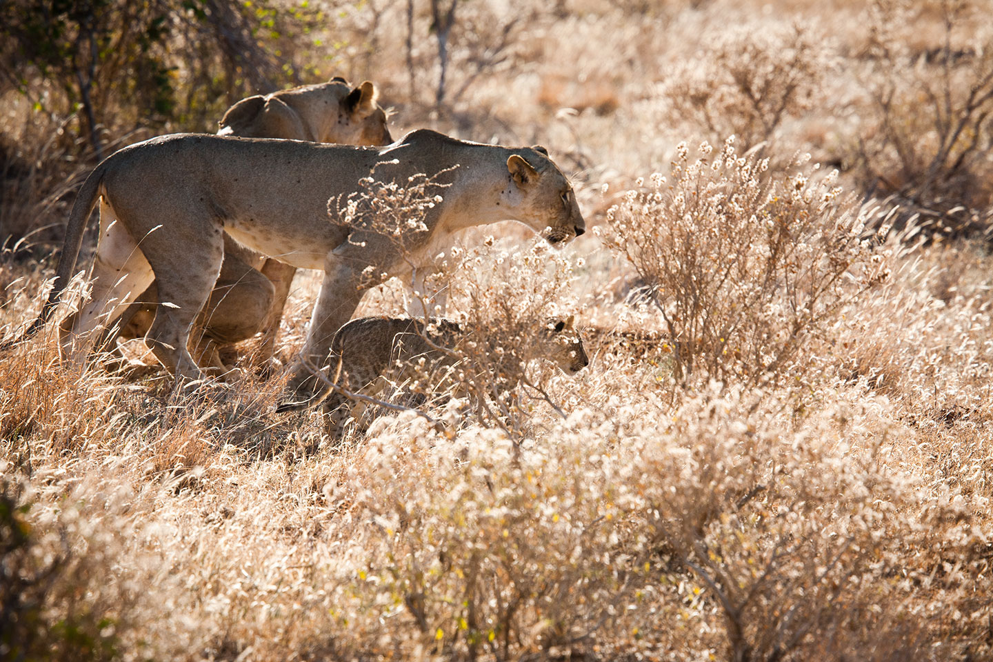 Tsavo, Kenya Female lion and cubs going for a hunt in Tsavo, Kenya