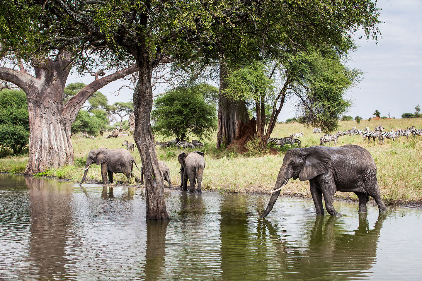 Tarangire, Tanzania Elephants in the water at Tarangire National Park, Tanzania