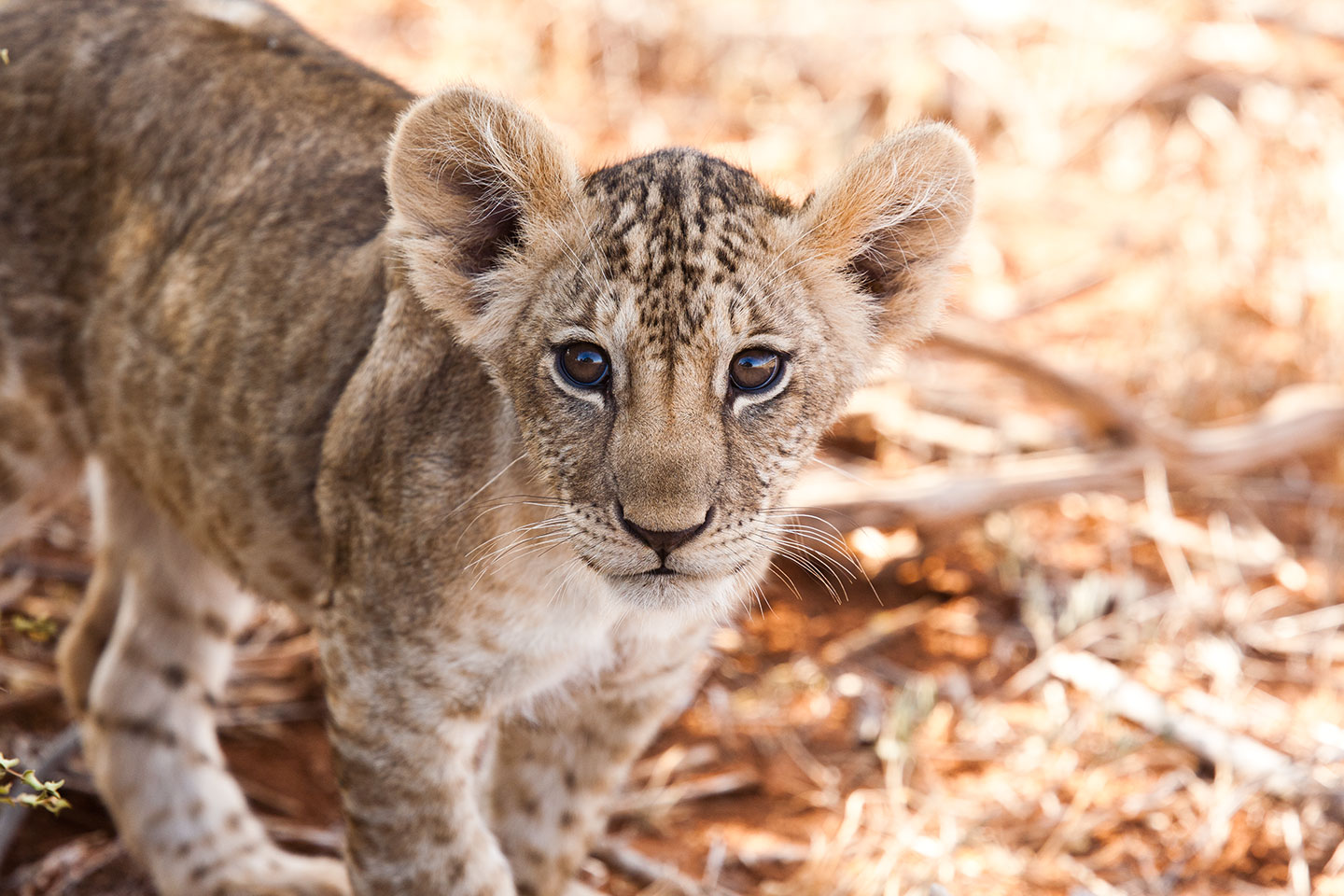 Tsavo, Kenya A lion cub in Tsavo, Kenya