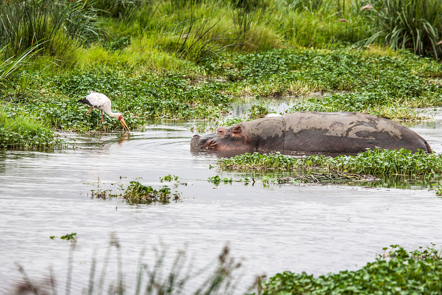 Ngorongoro crater, Tanzania A hippo in a pool in the Ngorongoro crater, Tanzania