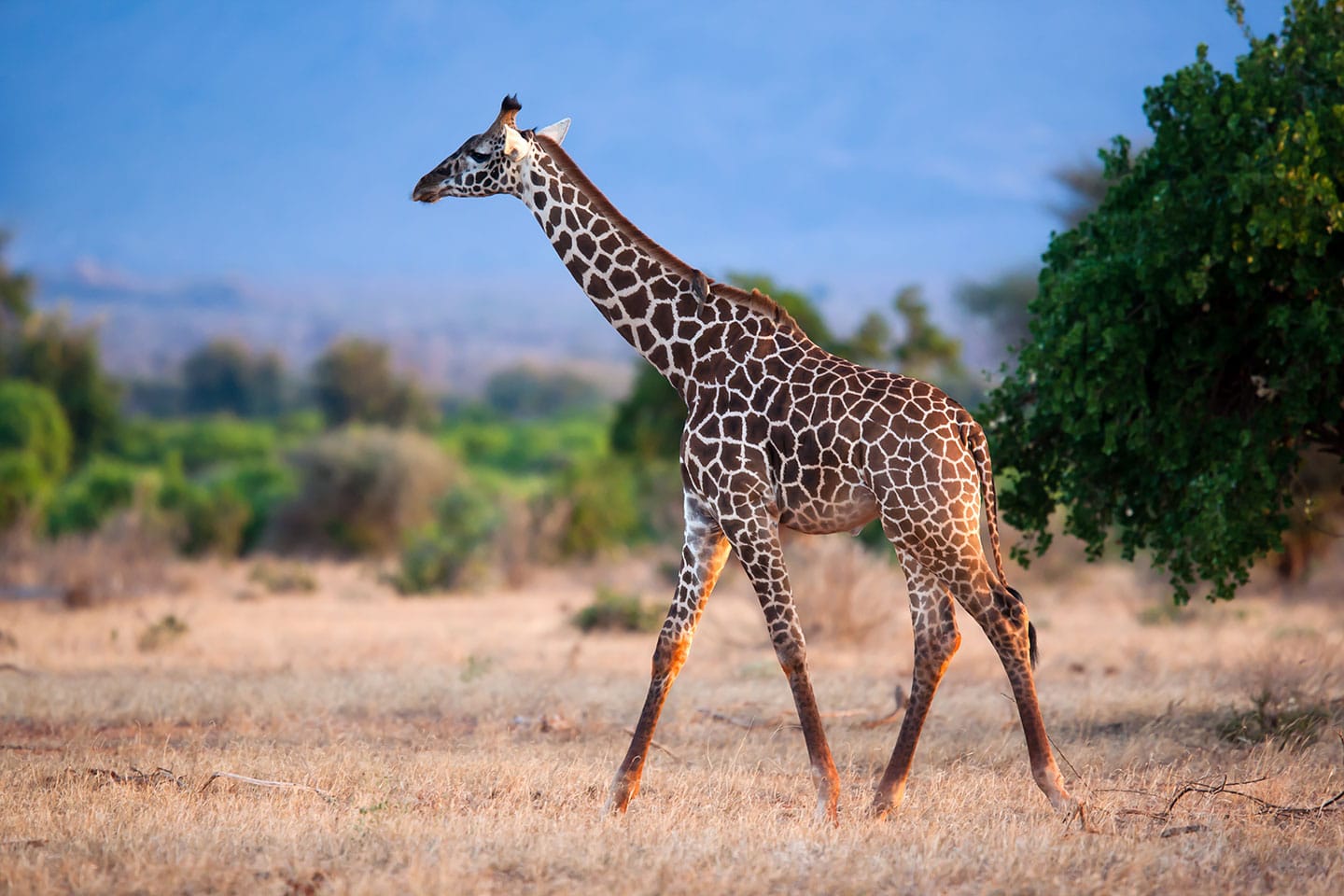 Tsavo, Kenya A giraffe walking through Tsavo, Kenya