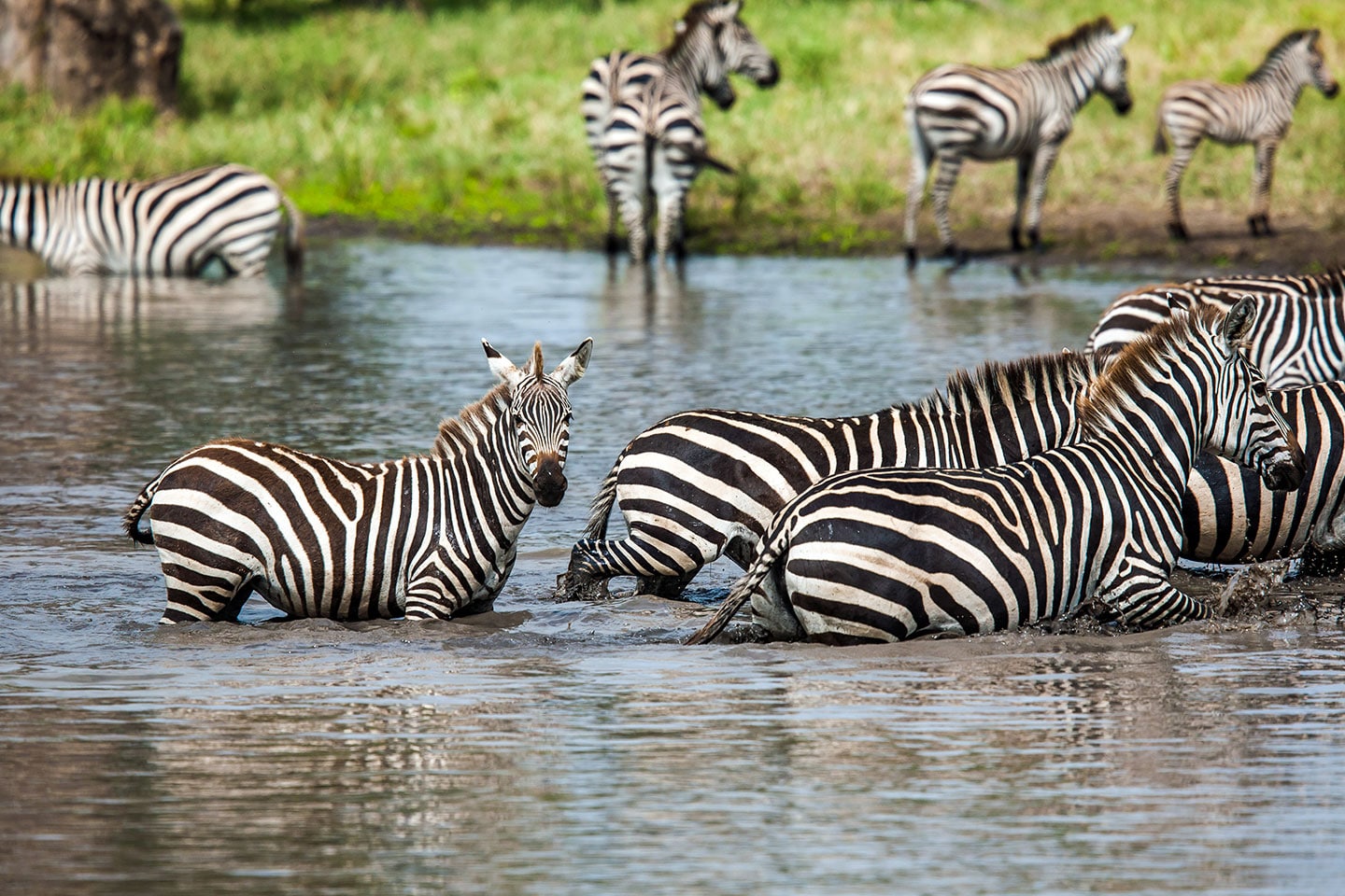 Tarangire, Tanzania Zebras in the water in Tarangire National Park, Tanzania