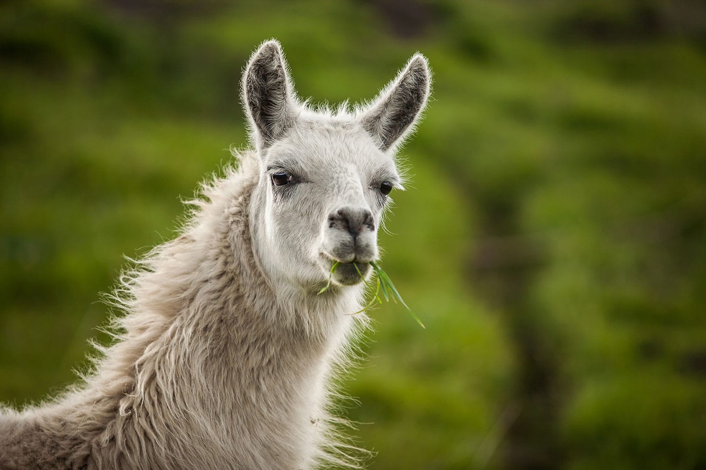 A wild llama on the hills around the Cotopaxi volcano in Ecuador