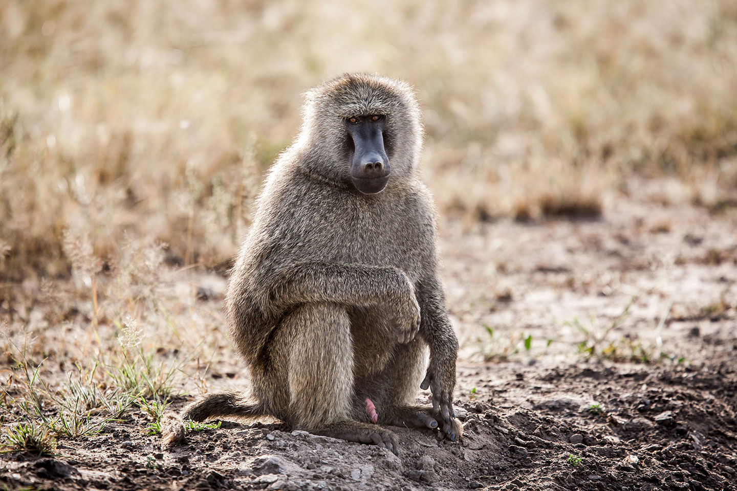 Tarangire, Tanzania A baboon posing for the camera in Tanzania