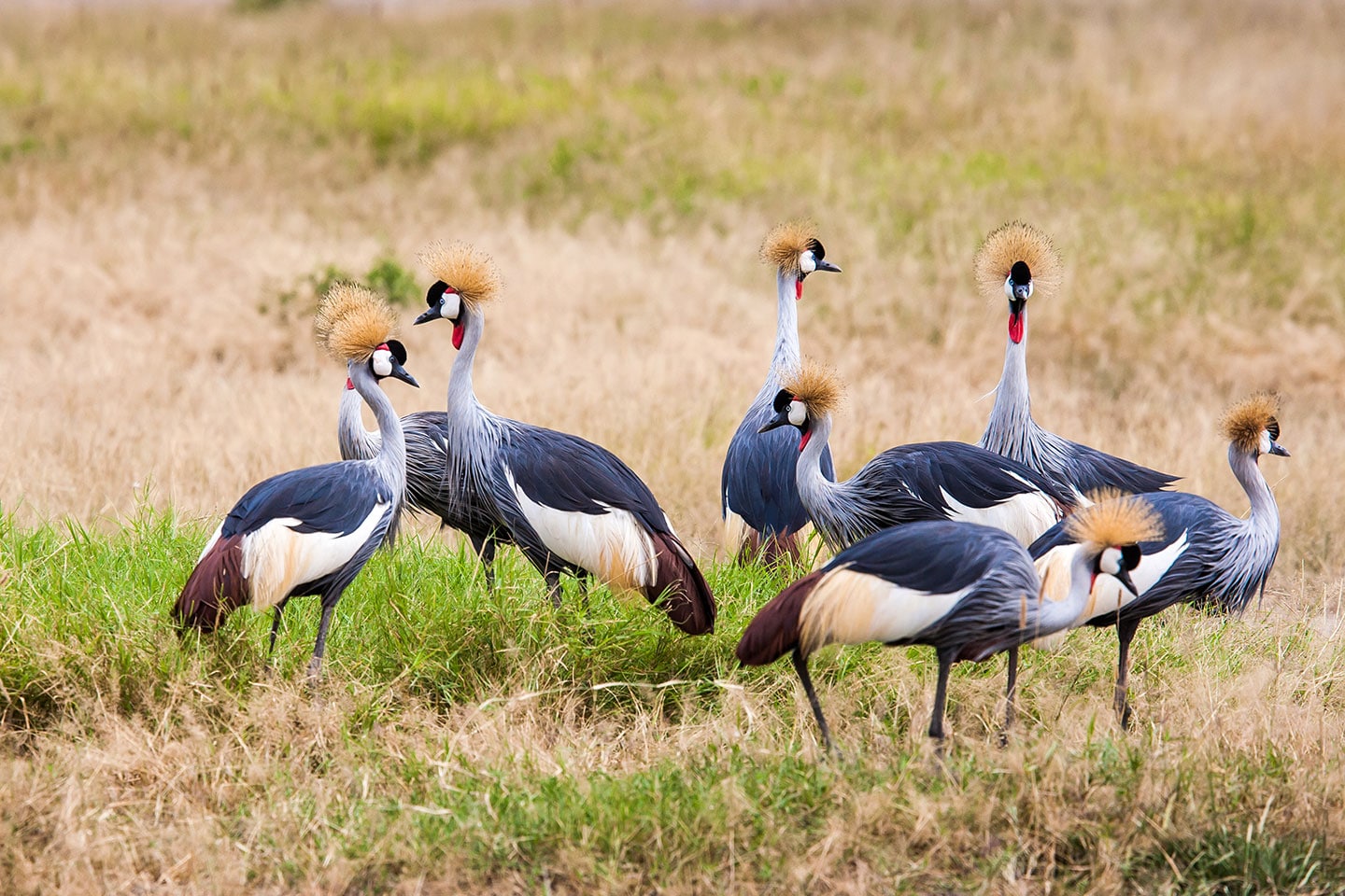 Tsavo, Kenya Grey crowned crane birds in a national park in Kenya