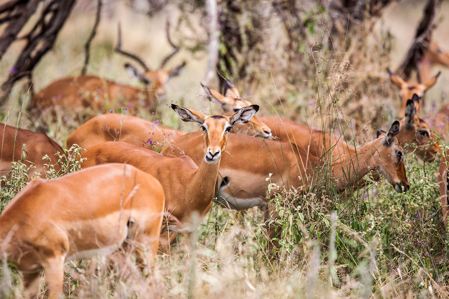 Tarangire, Tanzania Antelopes grazing during a safari trip to Tanzania