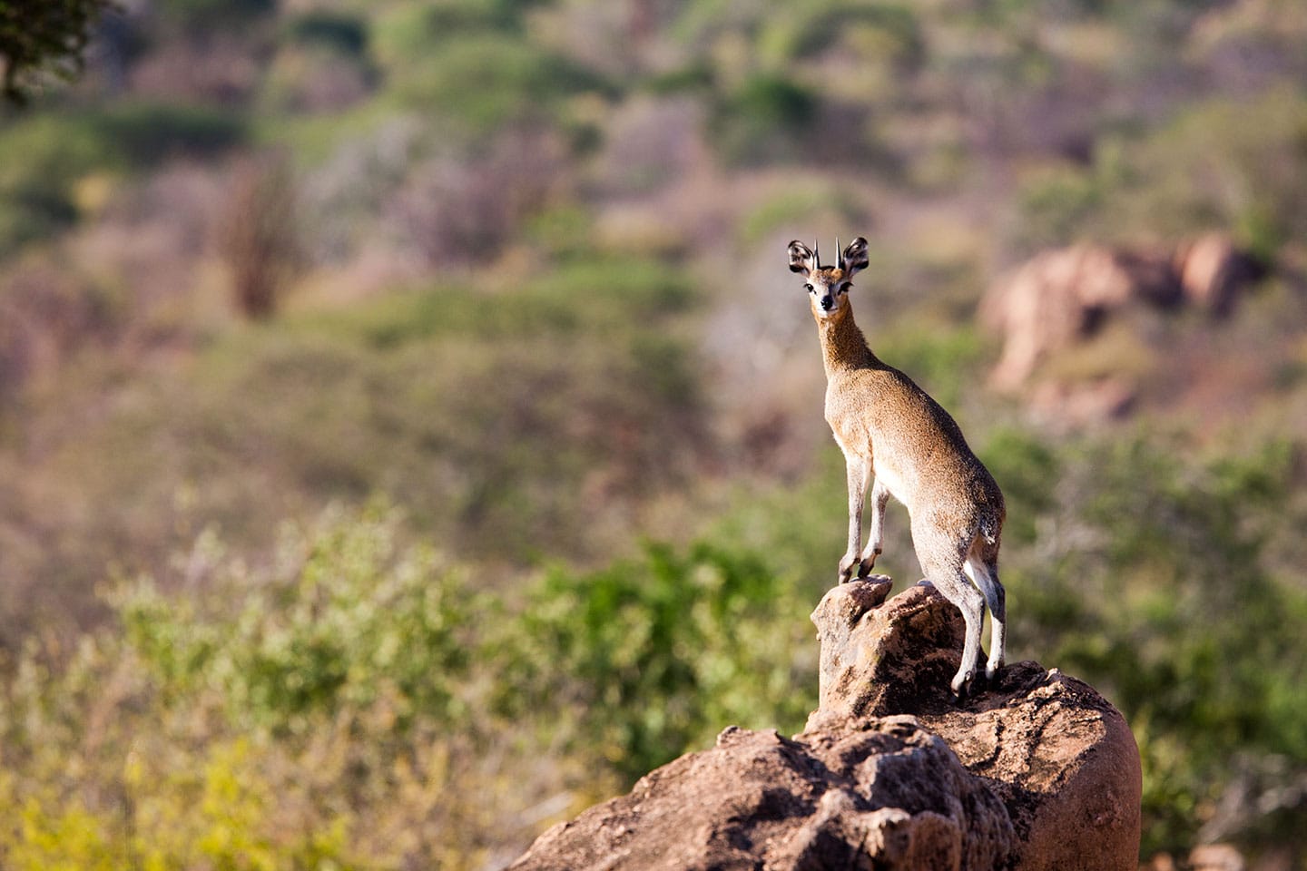 Tsavo, Kenya Kirk Dik-dik in Tsavo, Kenya