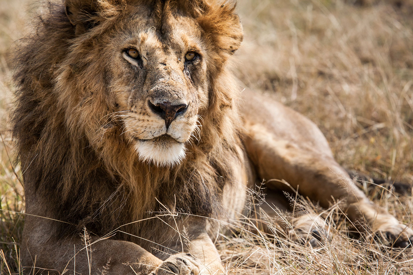 Serengeti, Tanzania Male lion in the Serengeti, Tanzania