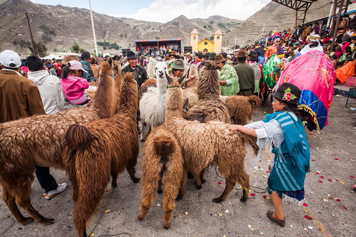 Alpacas on a market in Zumbahua, Ecuador