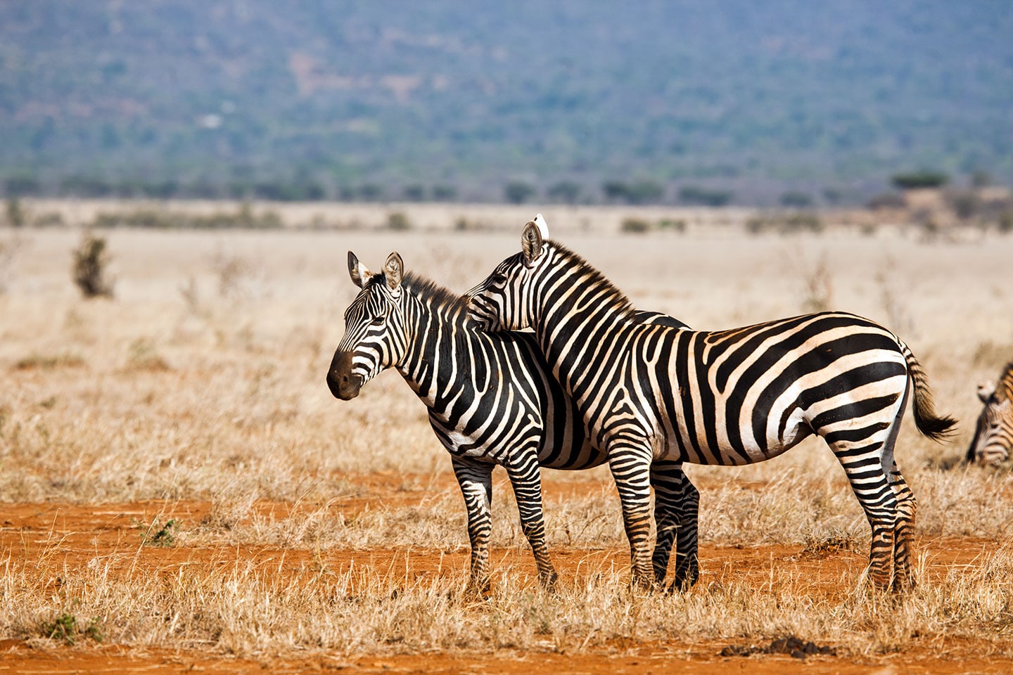 Tsavo, Kenya Zebras in the plains of Tsavo, Kenya