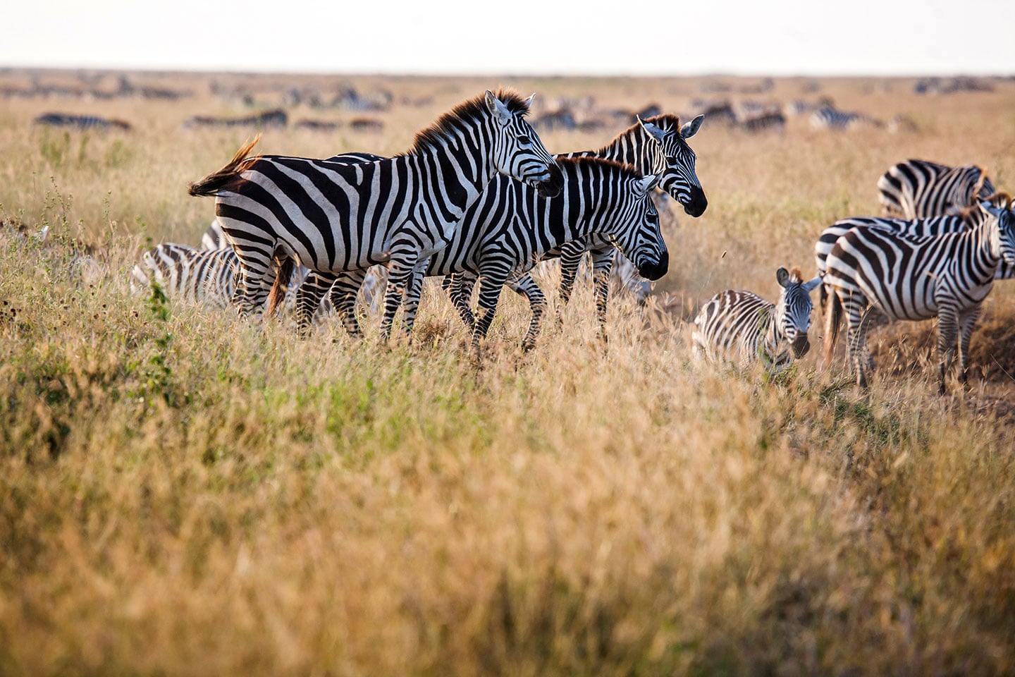 Serengeti, Tanzania Family of zebras at sunset on the plains of the Serengeti, Tanzania