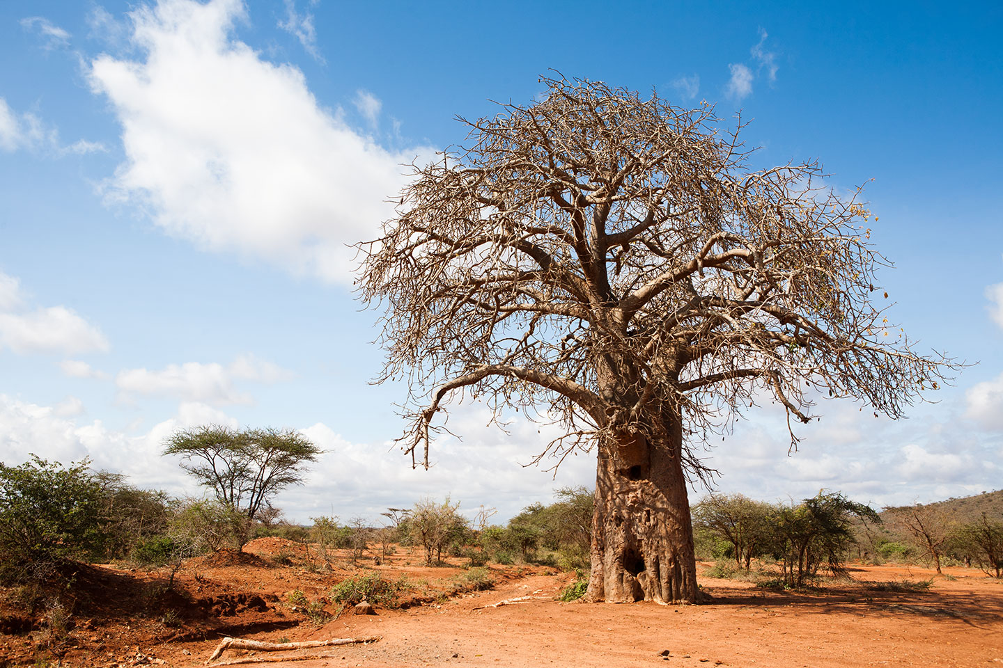 Tsavo, Kenya A baobab tree in the red landscape of Tsavo, Kenya