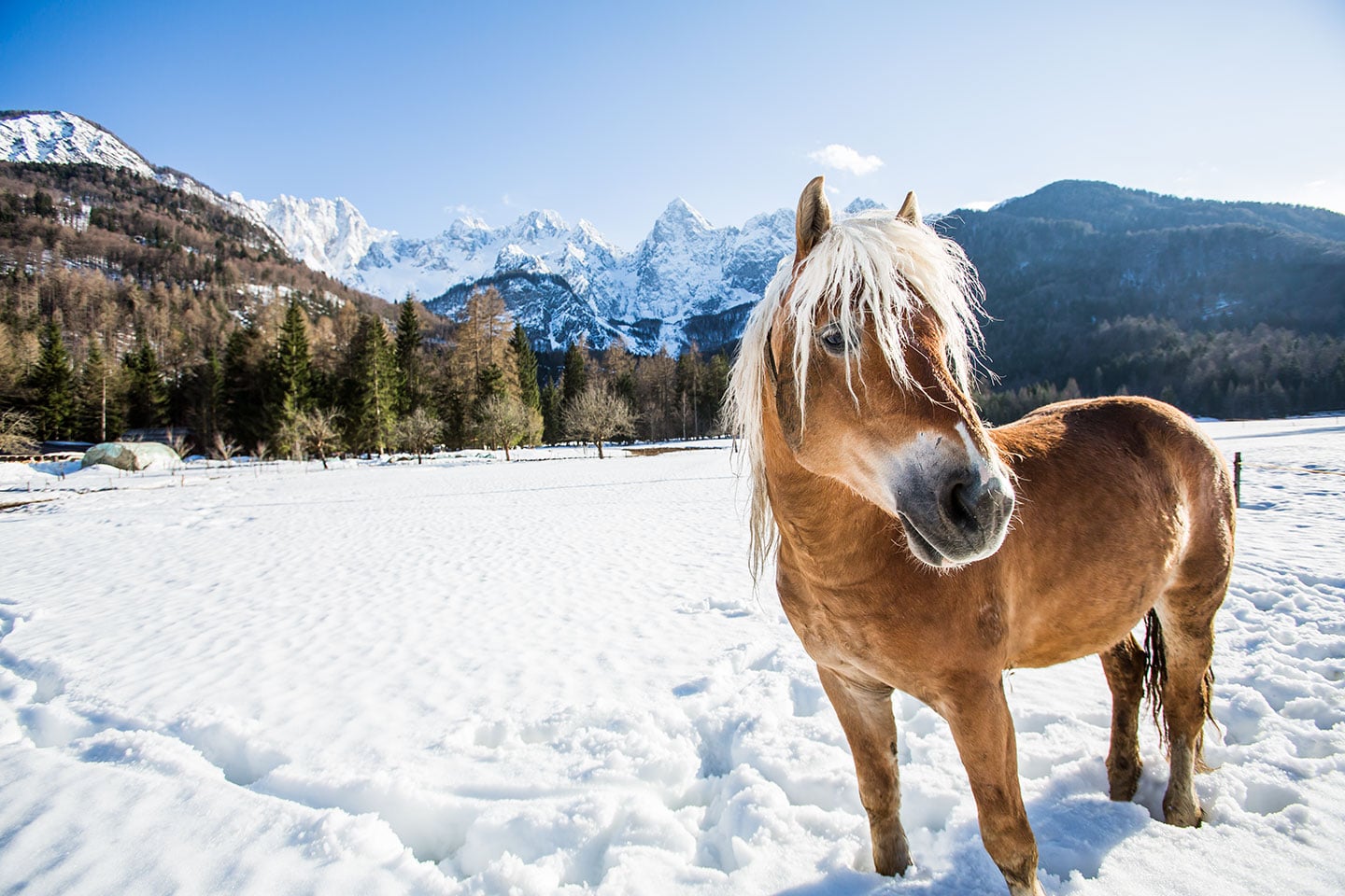 Triglav Mountains, Slovenia Horse in the snow of the Triglav National Park, Slovenia