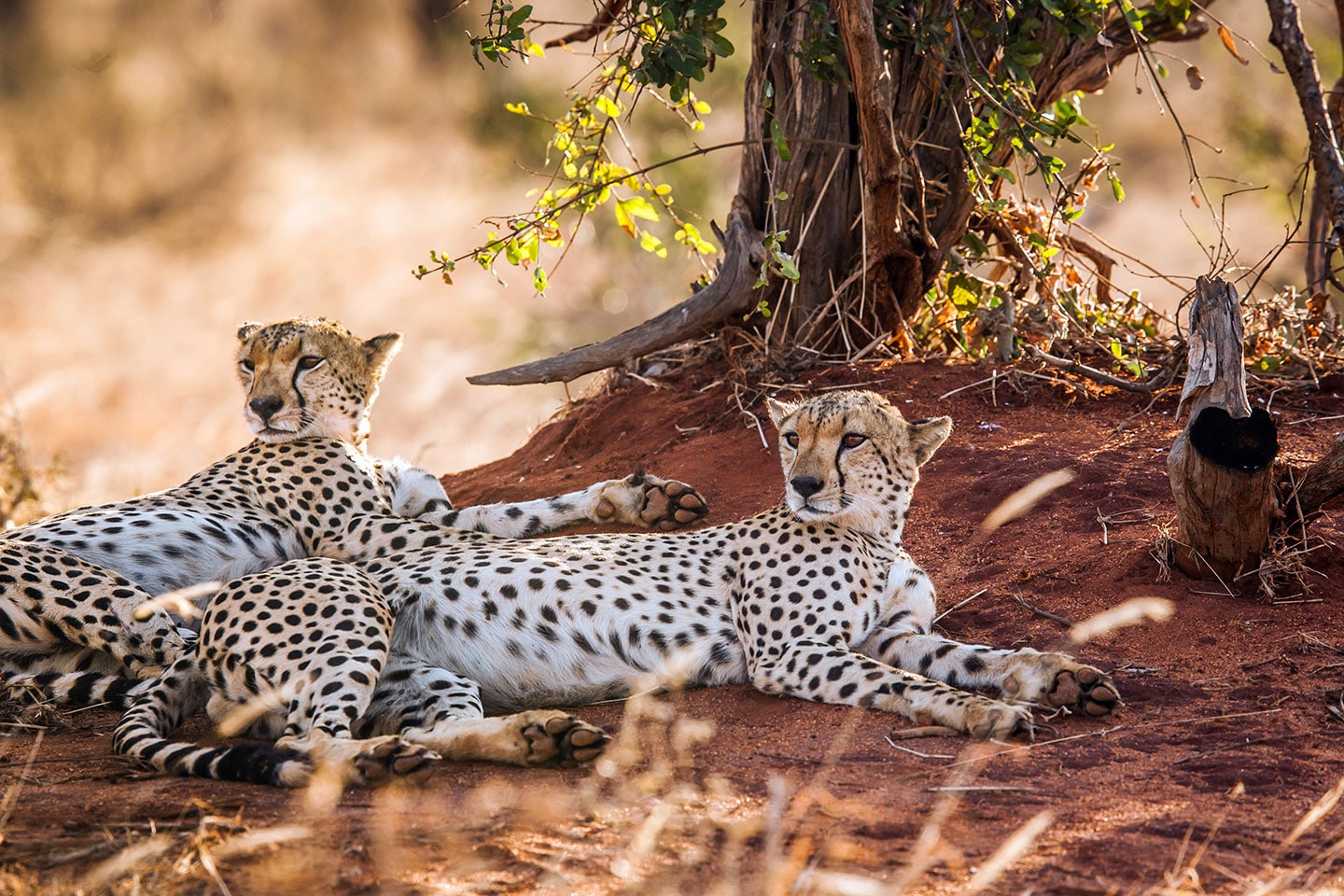 Cheetahs in the red sand of Tsavo, Kenya