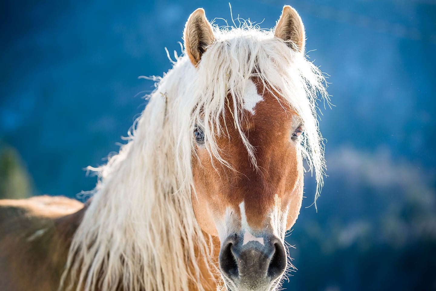 Triglav Mountains, Slovenia Close-up of a horse in Slovenia