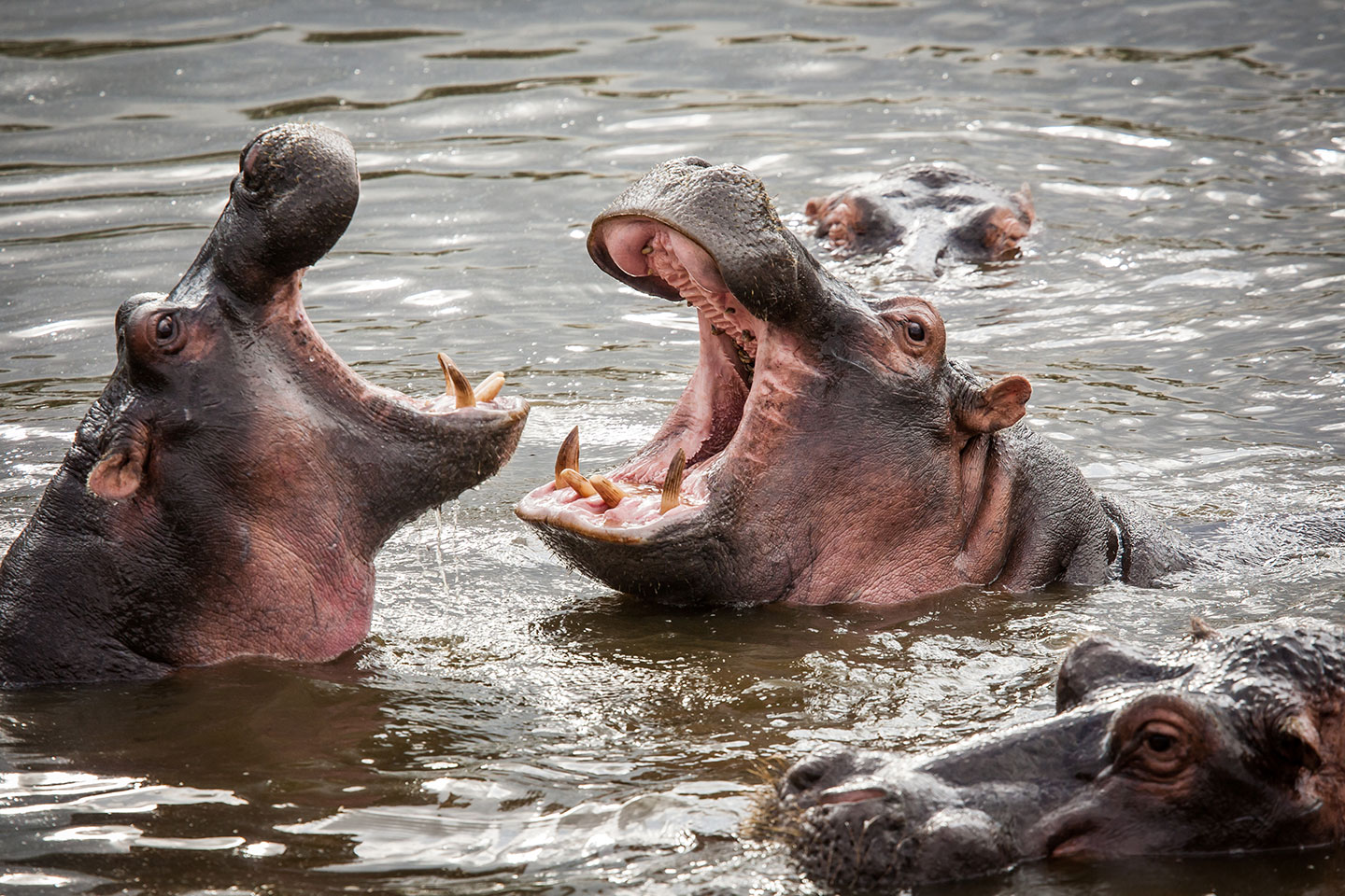 Serengeti, Tanzania Hippo pool in Tanzania