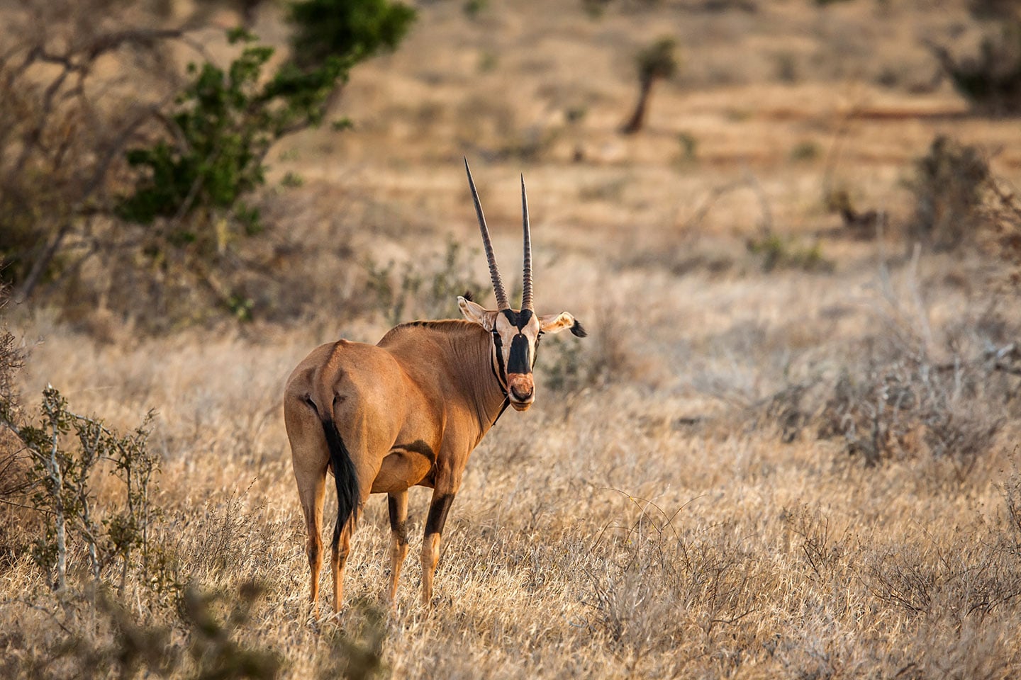 Tsavo, Kenya Travel photography Kenya of an Oryx in Tsavo