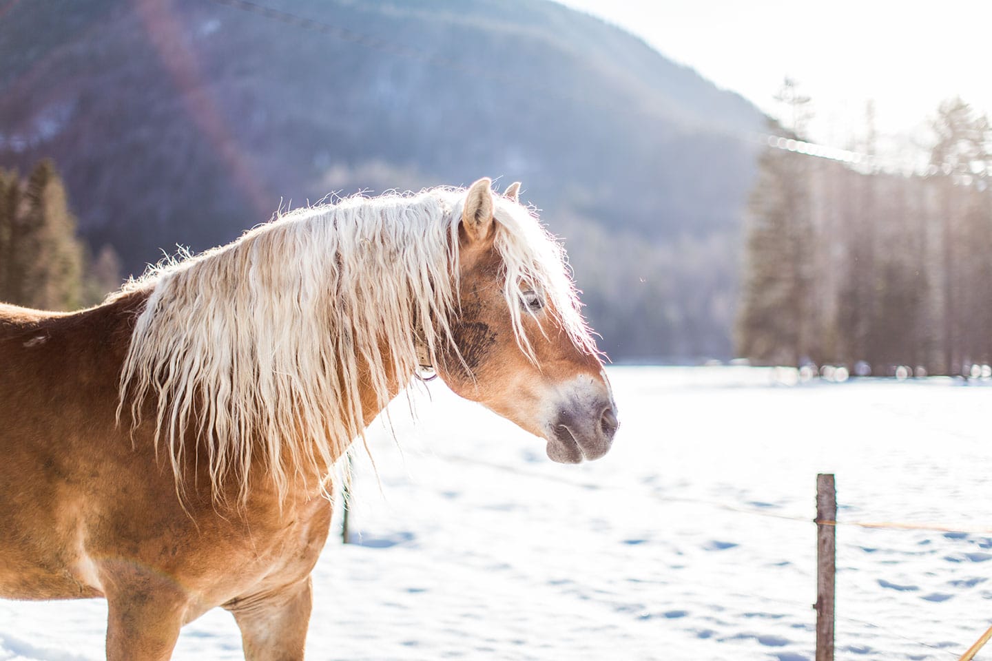 Triglav Mountains, Slovenia A horse in the snow in the mountains of Slovenia