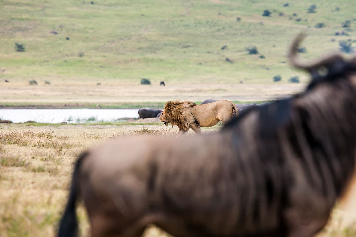 Ngorongoro crater, Tanzania A male lion hunting for wildebeest in the Ngorongoro crater, Tanzania