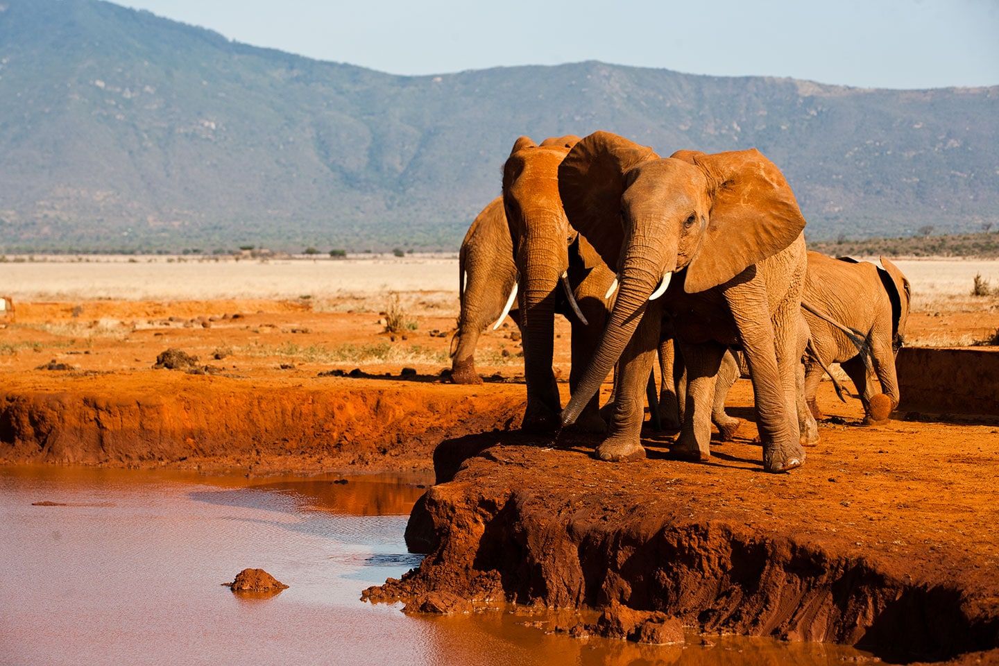 Tsavo, Kenya Elephants at a mud pool in the red sands of Tsavo, Kenya