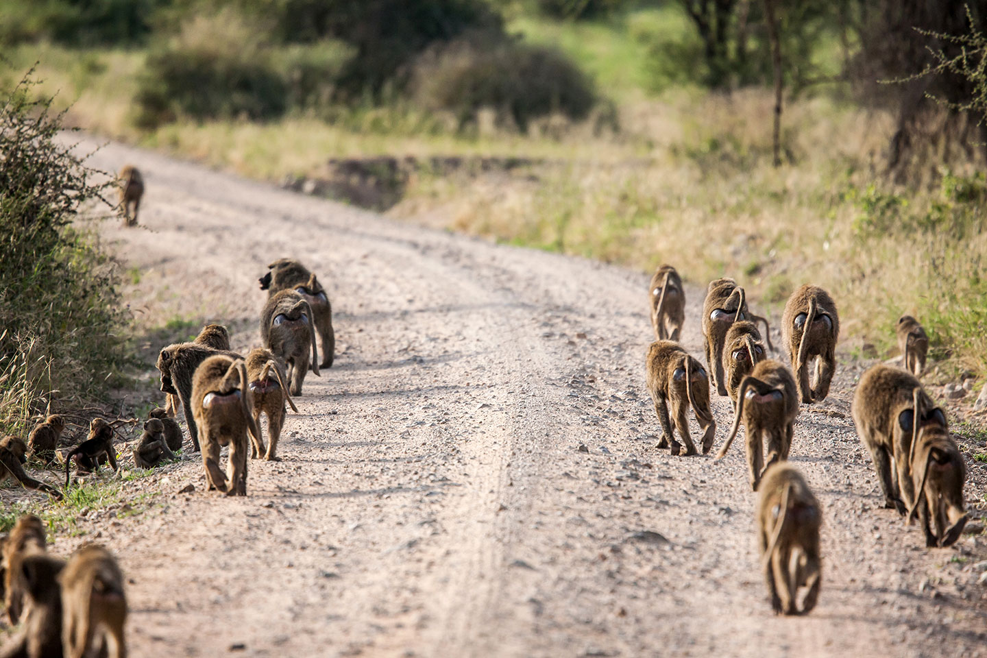 Tarangire, Tanzania Baboon family walking in the Tarangire National Park in Tanzania during a safari travel photography trip
