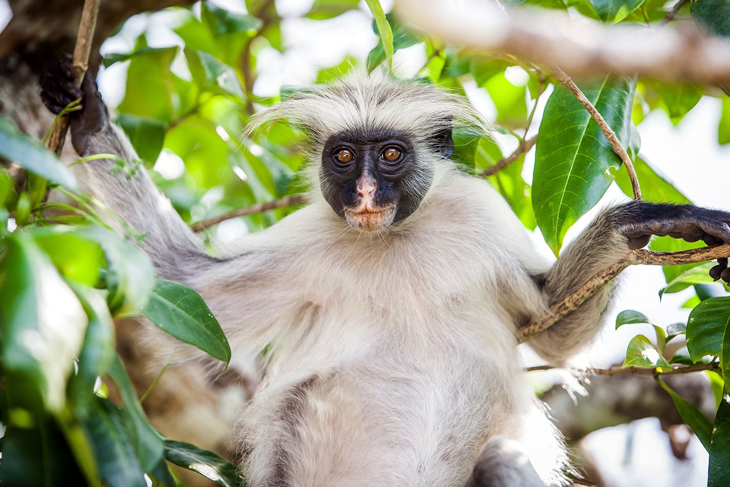 Jozani forest, Zanzibar Red Colobus monkey in the Jozani forest of Zanzibar, Tanzania