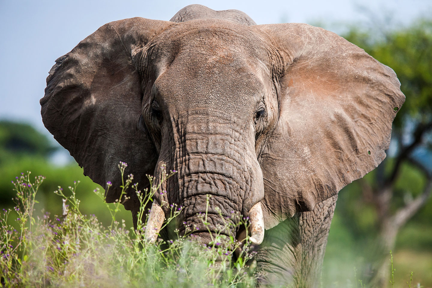 Tarangire, Tanzania Close-up of an elephant in Tarangire National Park, Tanzania