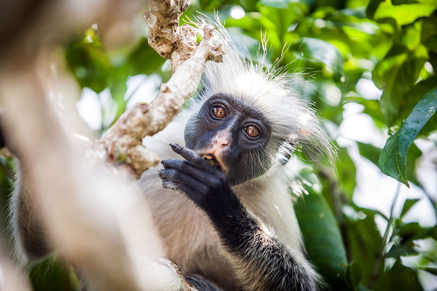 Jozani forest, Zanzibar Red colobus monkey in a tree in the Jozani forest of Zanzibar