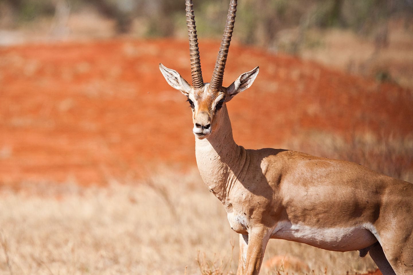 An antilope with big antlers in the red landscape of Tsavo, Kenya