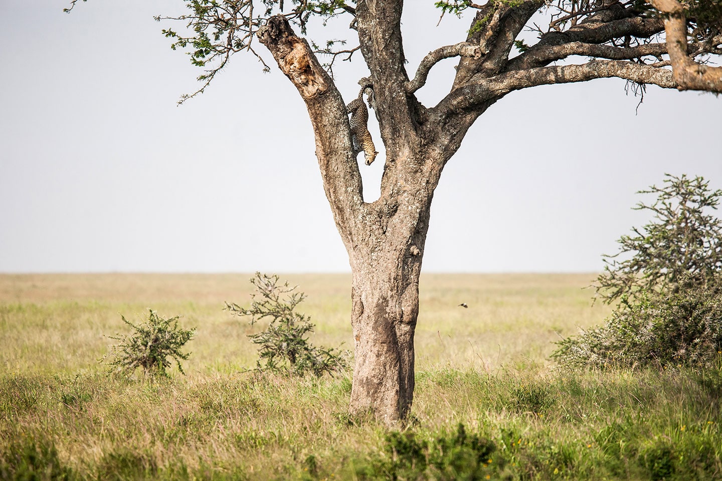 Serengeti, Tanzania Leopard climbing down a tree in the Serengeti, Tanzania